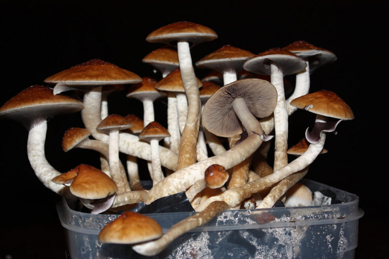 Shroom Boom: Moves to decriminalize some hallucinogens have spurred investment, but even those are tiny steps