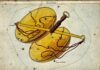 Free Will Astrology